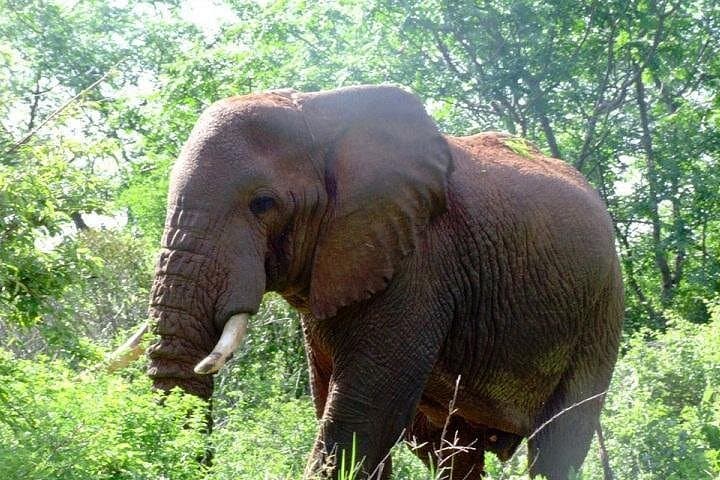 3-Day Amboseli Safari — Elephants, Kilimanjaro Sunrises & Private Game Drives photo 2