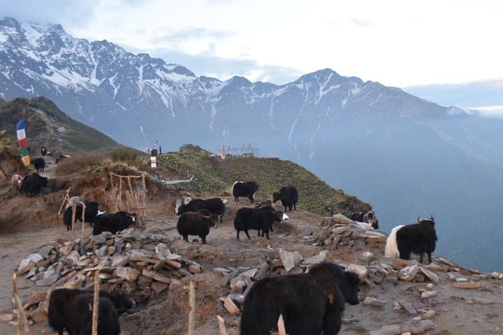 Mardi Himal Base Camp Trek: 7-Day Annapurna Panorama from Pokhara photo 6