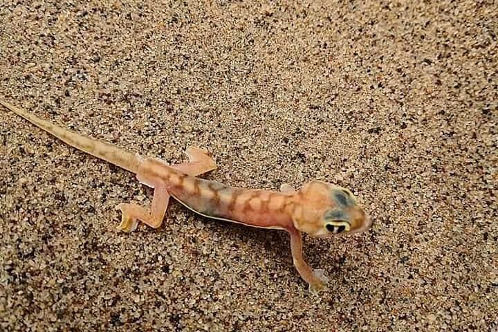 Walvis Bay Kayak & Sandwich Harbour 4x4 Dune Combo — Full-Day Adventure photo 6