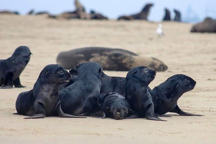Kayak Pelican Point: Half-Day Wildlife Kayaking in Walvis Bay photo 6
