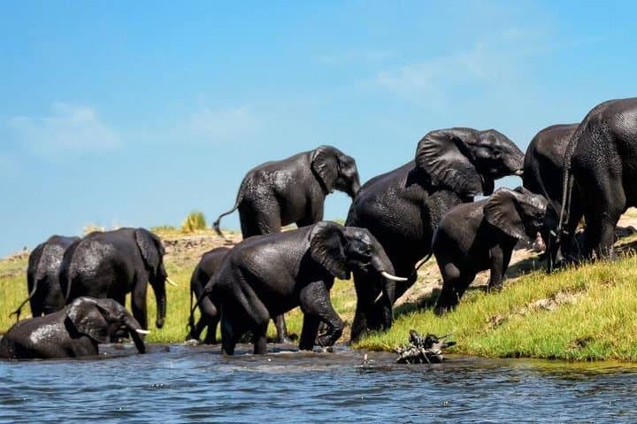 Desert to Water: 15-Day Namibia, Botswana & Zimbabwe Guided Lodge Safari photo 4