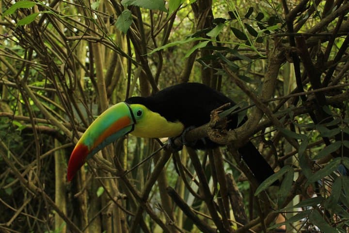 Private Tour to La Reserva BioPark from Bogotá — 6-Hour Wildlife Immersion photo 3
