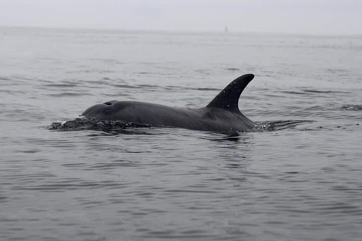 Kayak Pelican Point: Half-Day Wildlife Kayaking in Walvis Bay photo 5