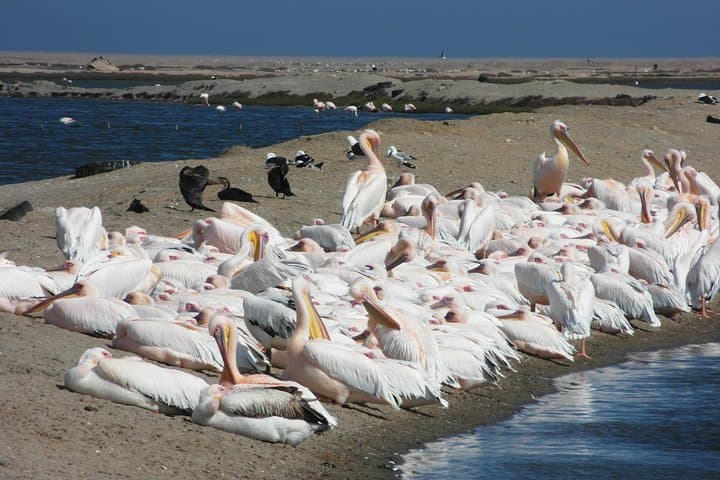 Walvis Bay Kayak & Sandwich Harbour 4x4 Dune Combo — Full-Day Adventure photo 4