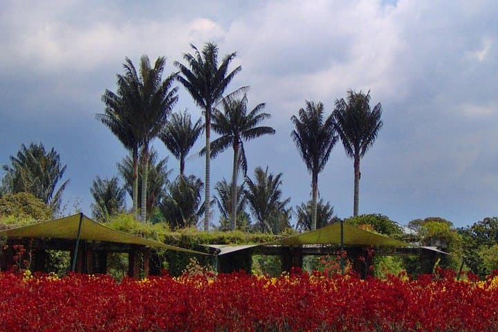 Explore Bogotá's José Celestino Mutis Botanical Garden — 4-Hour Private Tour photo 3