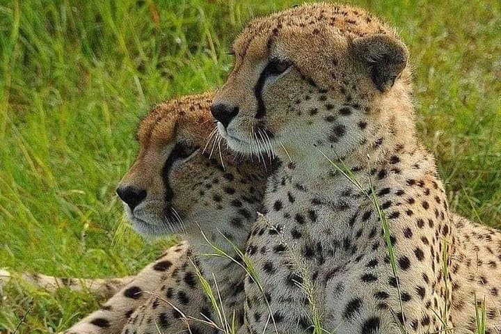 Exploring Nairobi National Park: A 4-Hour Safari Adventure on the City’s Edge