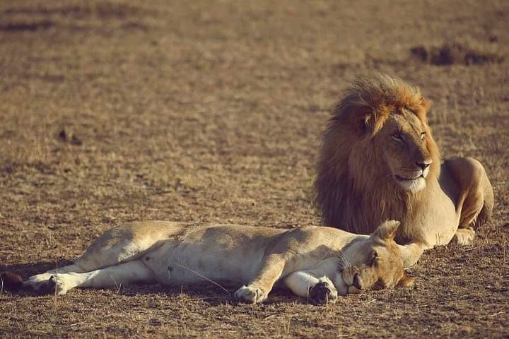Exploring Nairobi National Park: A 4-Hour Safari Adventure on the City’s Edge photo 2