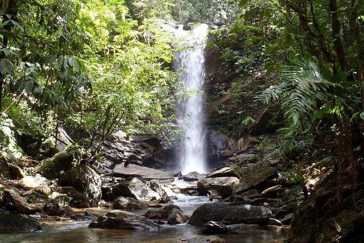Trinidad Rainforest Hike to 65-Foot Waterfall and Maracas Bay