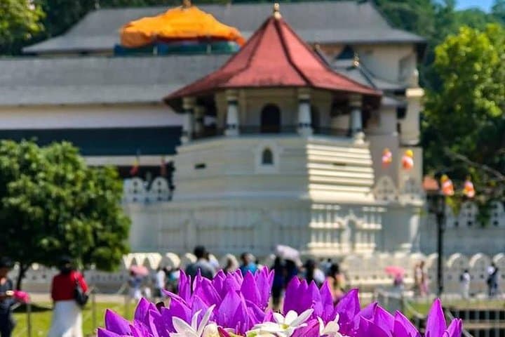 Kandy and Pinnawala Day Trip from Colombo: Temple, Botanic Gardens & Elephants photo 3