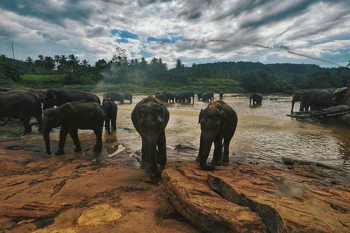 Kandy and Pinnawala Day Trip from Colombo: Temple, Botanic Gardens & Elephants photo 6