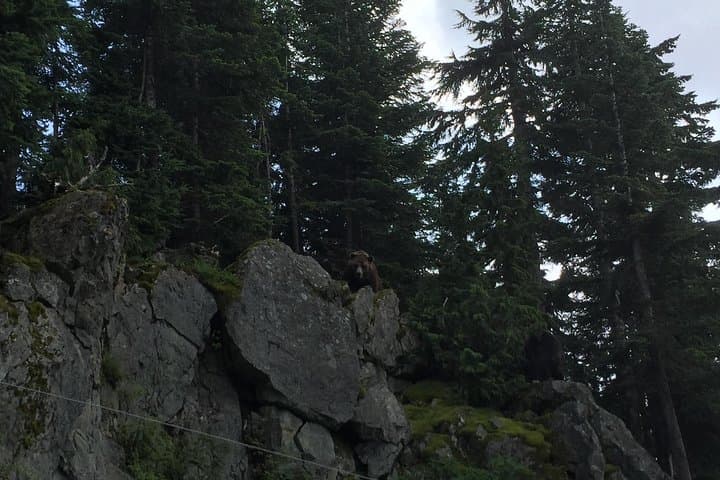 Grouse Mountain and Capilano Suspension Bridge: Full-Day Private Mountain Adventure photo 6