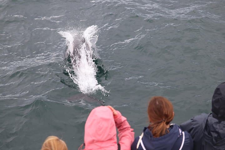Reykjavik Whale Watching and Northern Lights Combo Tour photo 3
