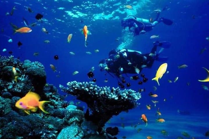Ras Mohamed & White Island Snorkel Day Trip from Sharm el Sheikh photo 5