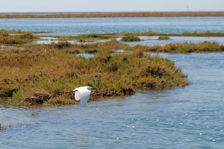 Ria Formosa in an Hour: Short Faro Boat Trip through the Algarve Lagoon photo 3