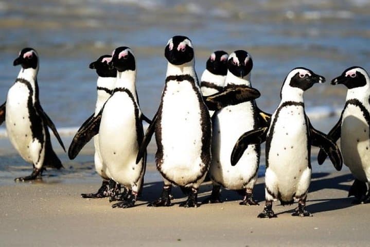 Cape Peninsula Private Full-Day Tour: Cape Point, Chapman's Peak & Penguins photo 2