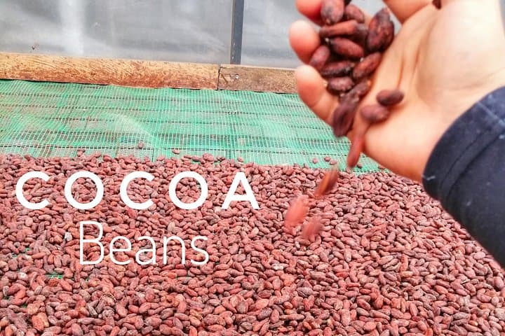 Cocoa and Cloud Forest Private Day Tour from Guayaquil — Bucay Waterfalls & Cacao Farm Experience photo 4