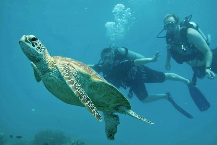 Cairns Luxury Snorkel & Dive Cruise to Upolu Reef and Upolu Cay photo 4