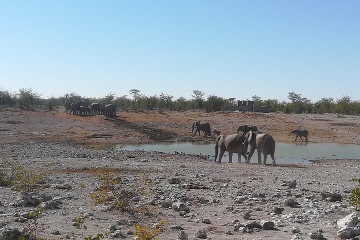3-Day Etosha National Park Camping Safari from Windhoek photo 4