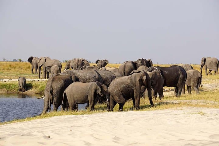 Chobe Extended Day Trip From Victoria Falls — All-Day Safari & Sunset River Cruise photo 1