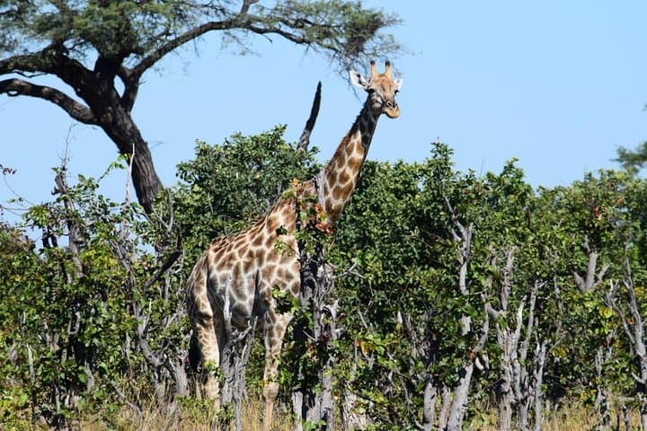 Chobe Extended Day Trip From Victoria Falls — All-Day Safari & Sunset River Cruise photo 2