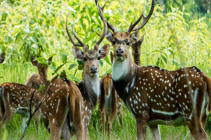 Luxury Chitwan Jungle Safari: 2-Day Wildlife Adventure in Nepal photo 3