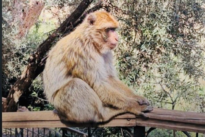 Day Trip from Marrakesh to Ouzoud Falls — Swim, Boat Rides & Wild Monkeys photo 4