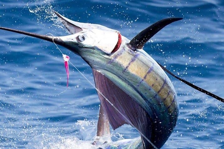 Deep Sea Fishing in Tobago: Half- and Full-Day Charters with Street Food