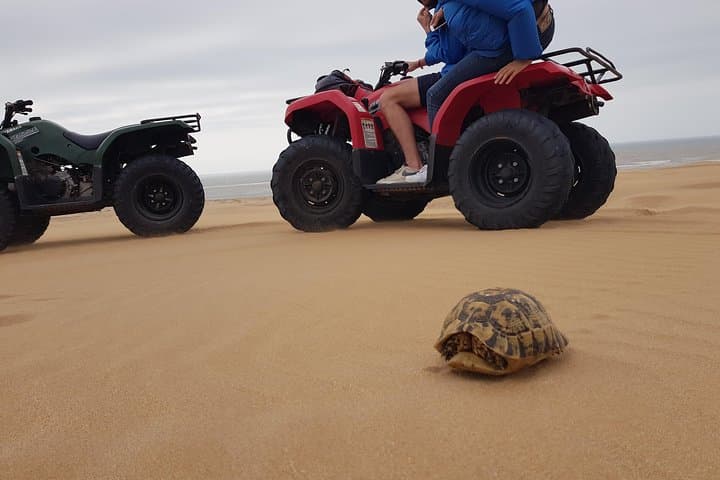 Essaouira Quad Adventure: Beach, Dunes & Forest Ride from the Sea photo 5