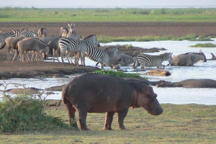 2-Day Luxury Tanzania Safari — Tarangire & Ngorongoro Crater Highlights photo 3