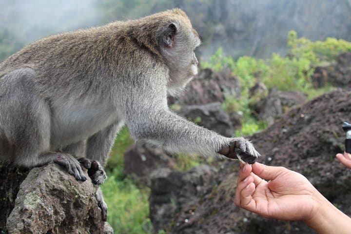 Mount Batur Sunrise Trekking: Summit Sunrise, Volcanic Eggs, and Crater Rim Views photo 6