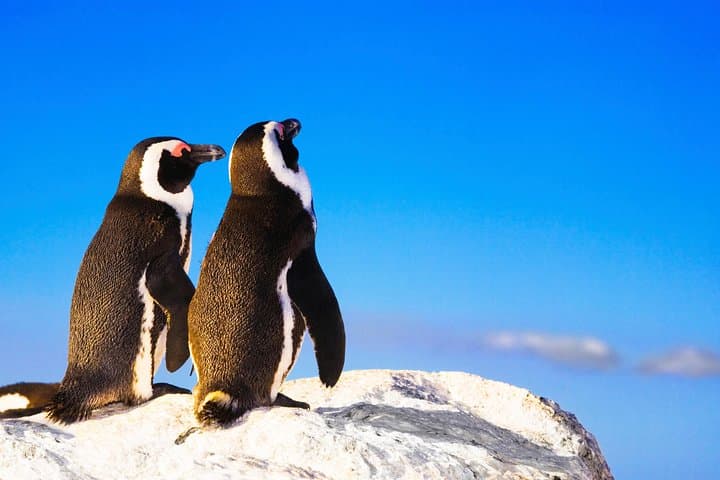 Private Cape Peninsula Tour: Cape Point, Chapman's Peak & Boulders Beach Day Trip photo 5
