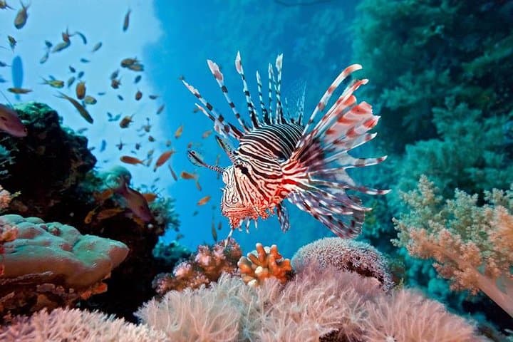 Half-Day Snorkeling at Ras Mohammed National Park from Sharm el-Sheikh photo 4