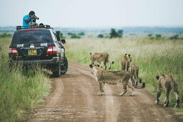 Early Morning Game Drive in Nairobi National Park: A Half-Day Wildlife Adventure photo 5