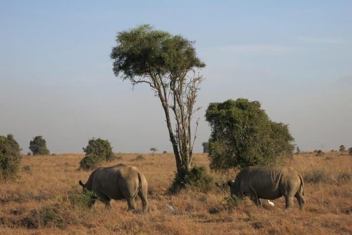 Lake Nakuru Day Safari from Nairobi — Rhinos, Flamingos & Rift Valley Views photo 5