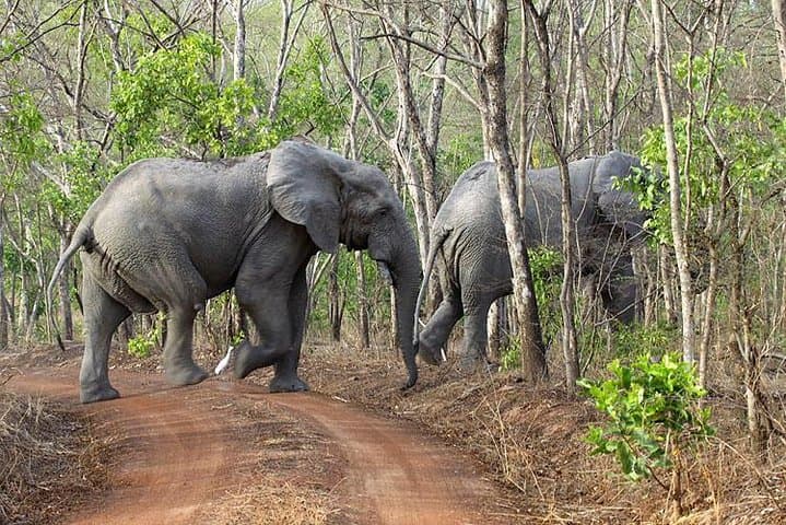 5-Day Wildlife Safari in Mole National Park & Boabeng-Fiema Monkey Sanctuary, Ghana