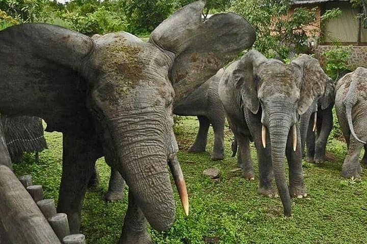 5-Day Wildlife Safari in Mole National Park & Boabeng-Fiema Monkey Sanctuary, Ghana photo 3