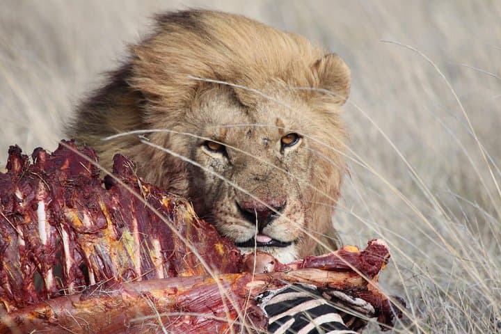 3-Day Serengeti & Ngorongoro Crater Camping Safari — Big Five Game Drives and Maasai Culture photo 2