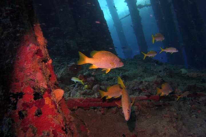 Certified Scuba Diving in Curaçao: Tugboat & Marie Pampoen Wreck Dives photo 4