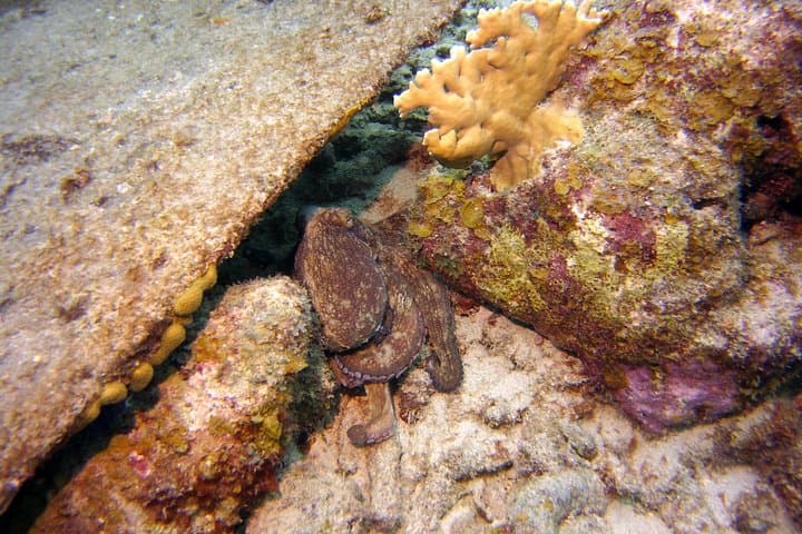 Certified Scuba Diving in Curaçao: Tugboat & Marie Pampoen Wreck Dives photo 6