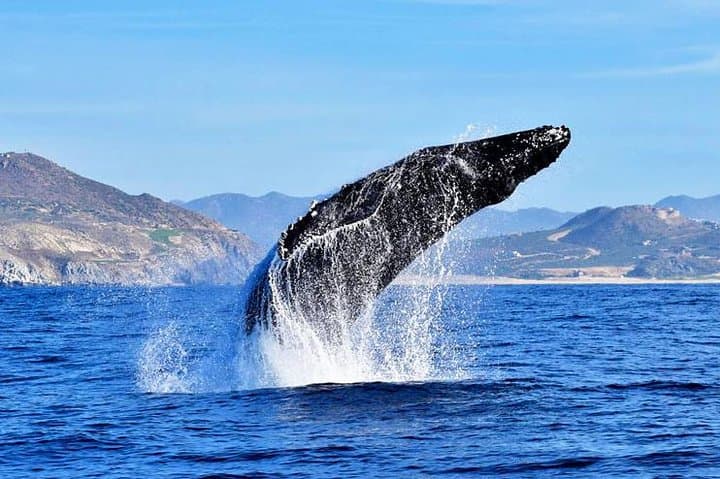 Small-Group Cabo Whale Watching with Marine Biologist — Free Photos & Hydrophone photo 2