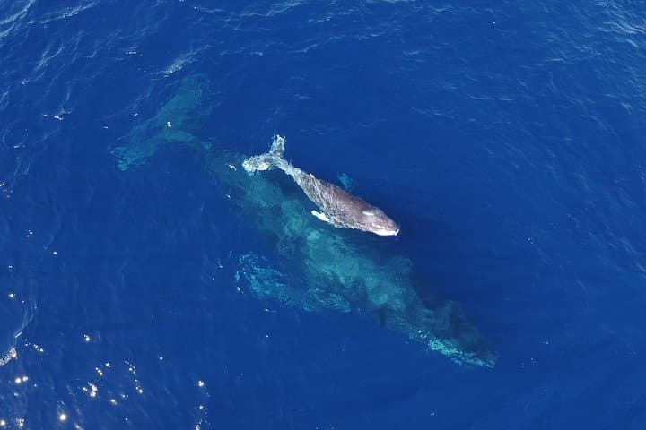 Small-Group Cabo Whale Watching with Marine Biologist — Free Photos & Hydrophone photo 4
