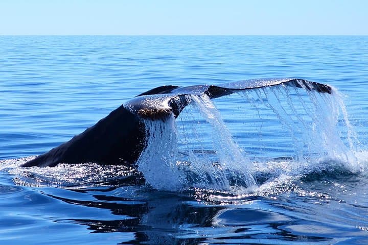 Small-Group Cabo Whale Watching with Marine Biologist — Free Photos & Hydrophone photo 5