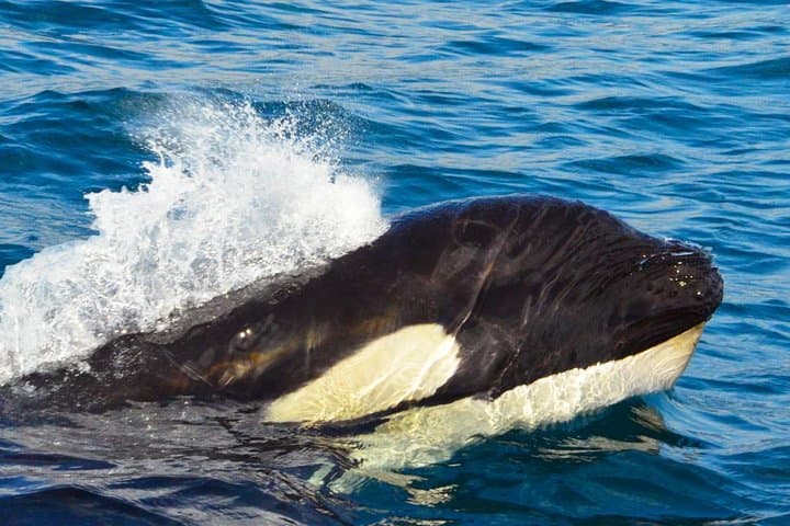 Small-Group Cabo Whale Watching with Marine Biologist — Free Photos & Hydrophone photo 6