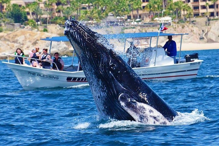 Small-Group Cabo Whale Watching with Marine Biologist — Free Photos & Hydrophone