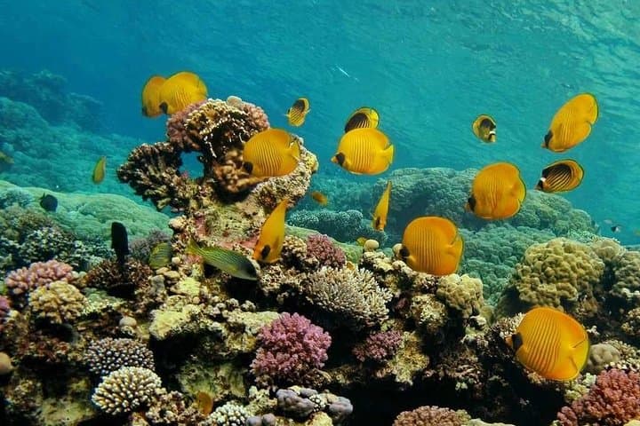 Ras Mohammed and White Island Full-Day Boat Trip from Sharm el-Sheikh photo 2