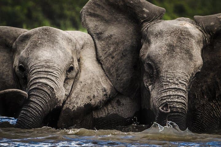 3-Day Selous Game Reserve Safari: Boat & Game Drives from Dar es Salaam photo 2