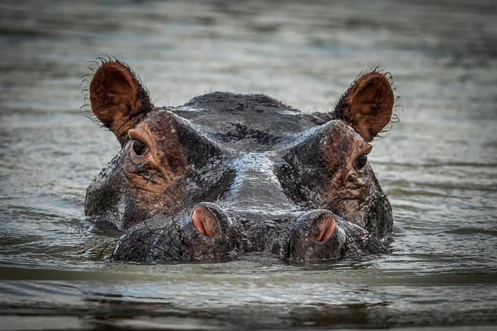 3-Day Selous Game Reserve Safari: Boat & Game Drives from Dar es Salaam photo 3