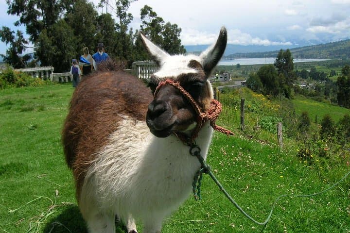 Otavalo Market & Peguche Waterfall Private Tour — Day Trip from Quito