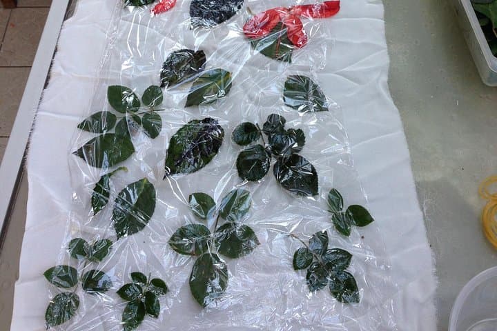 Eco Printing & Natural Dyeing Workshop on Lamma Island — Make Two Silk Scarves with a Local Designer photo 2