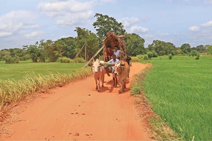 Village Trekking Tour Sigiriya: Authentic Sri Lankan Village Experience photo 2